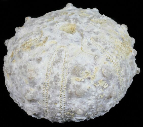 Goniopygus Fossil Echinoid (Sea Urchin) - Talsint, Morocco #55942